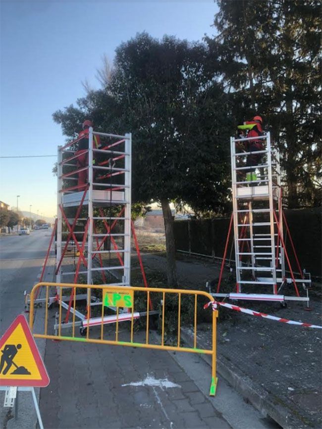 ponferrada arboles poda ponferrada arboles poda