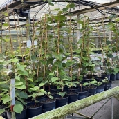 Plantas cedidas al Ayuntamiento de Sancedo 
