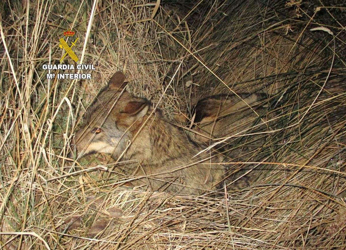 atropello lobo san justo vega leon