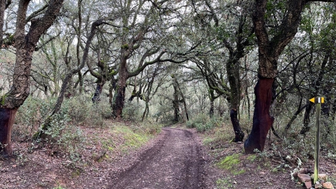 El Zofreral de Cobrana (Congosto) recibe el premio a Bosque del Año 2025