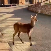 corzo prioro corzo prioro