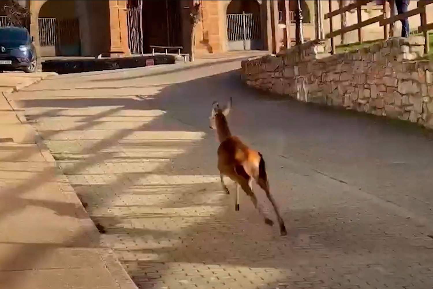 corzo huyendo corzo huyendo