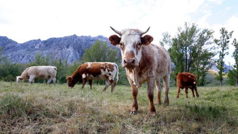 La Diputación de León destina 110.000 euros a ayudas para ganaderías de vacuno de leche
