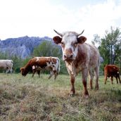 La Diputación de León destina 110.000 euros a ayudas para ganaderías de vacuno de leche La Diputación de León destina 110.000 euros a ayudas para ganaderías de vacuno de leche