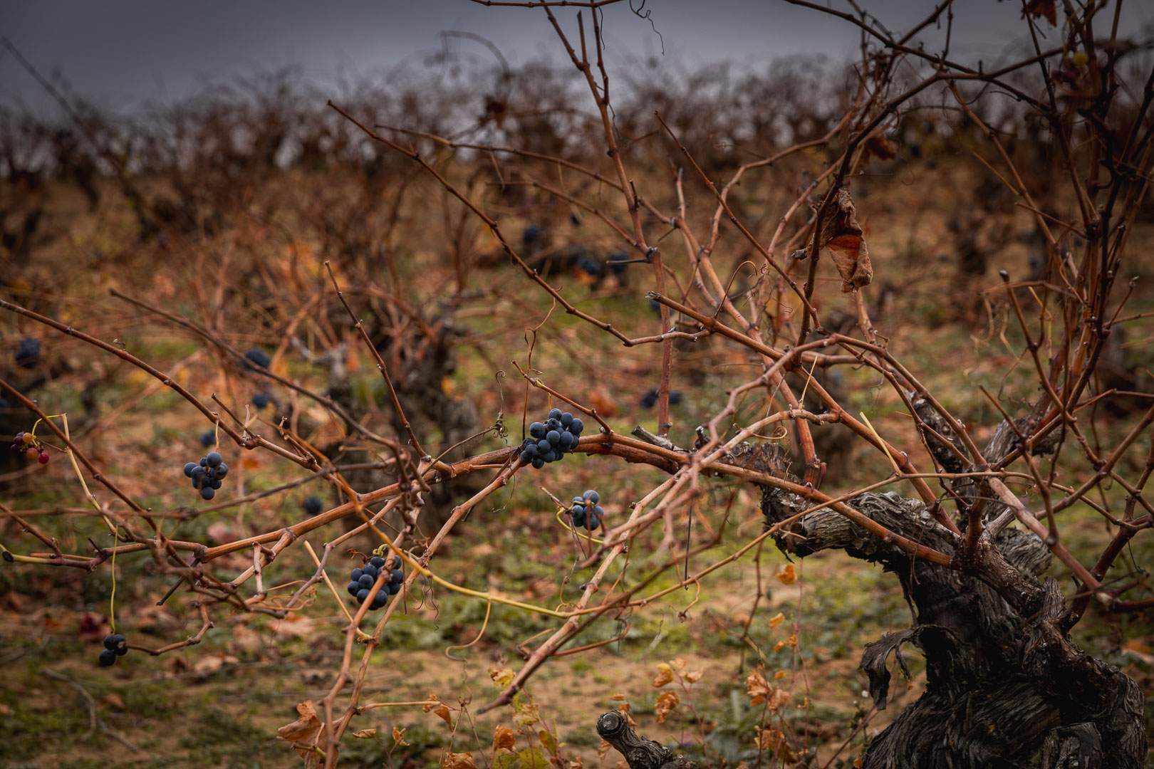 Bodegas Emilio Moro celebra el centenario de su viñedo más emblemático Pago de Valderramiro (3)