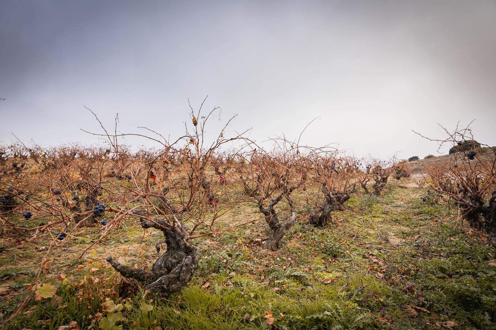Bodegas Emilio Moro celebra el centenario de su viñedo más emblemático Pago de Valderramiro