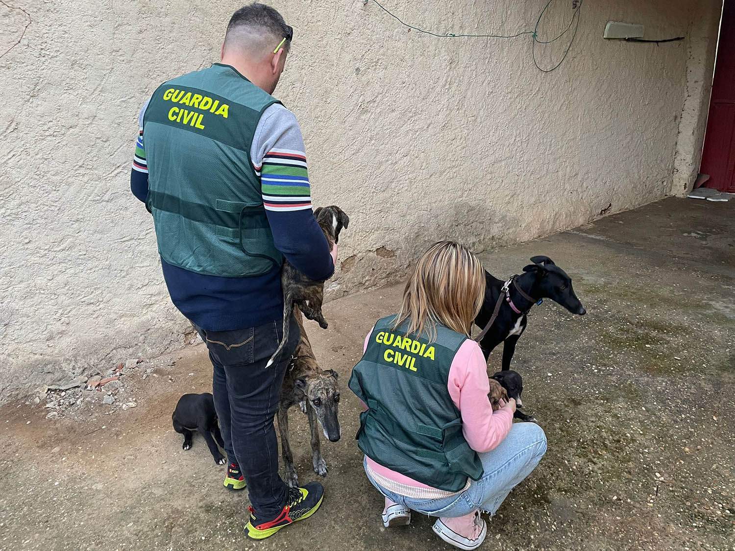 Desarticulado un grupo criminal dedicado al robo de galgos que robó 45 perros en León, Salamanca, Zamora y otras cuatro provincias españolas Desarticulado un grupo criminal dedicado al robo de galgos que robó 45 perros en León, Salamanca, Zamora y otras cuatro provincias españolas