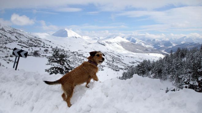 Perro en la nieve