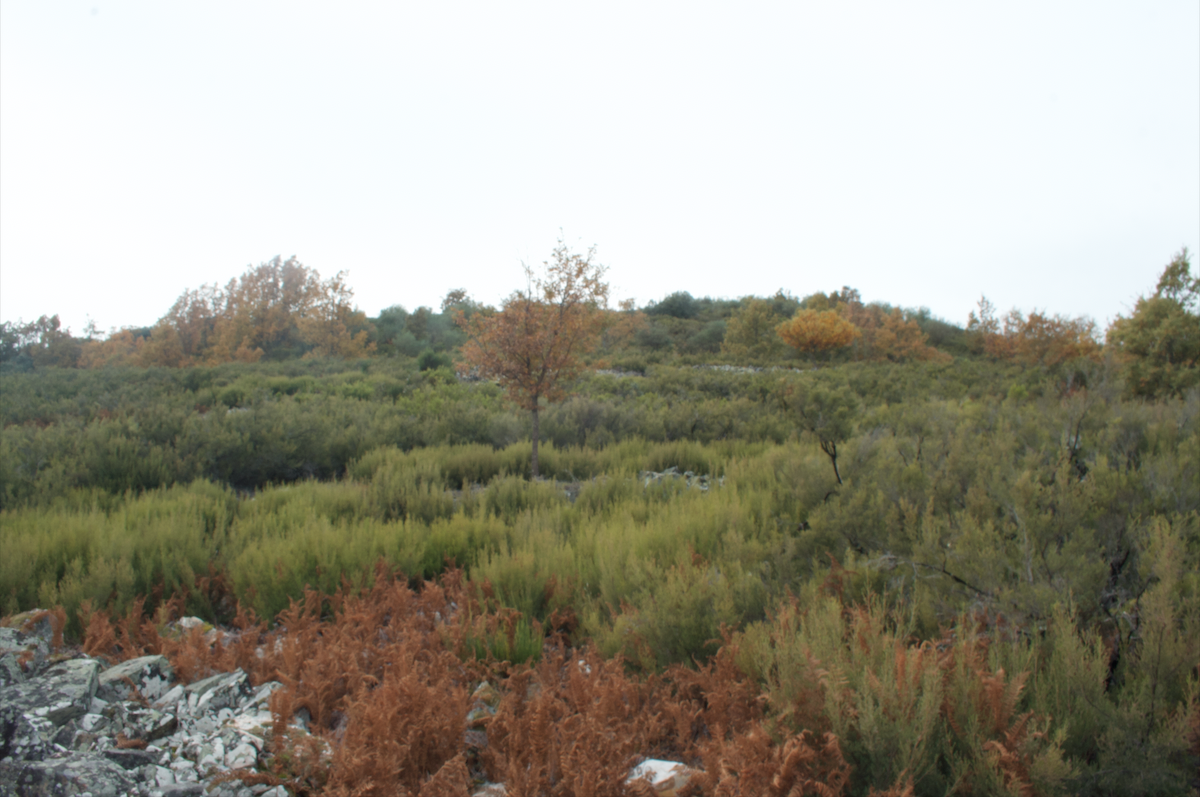 Castro de Peña Piñera (Sésamo, Vega de Espinareda) Castro de Peña Piñera (Sésamo, Vega de Espinareda)