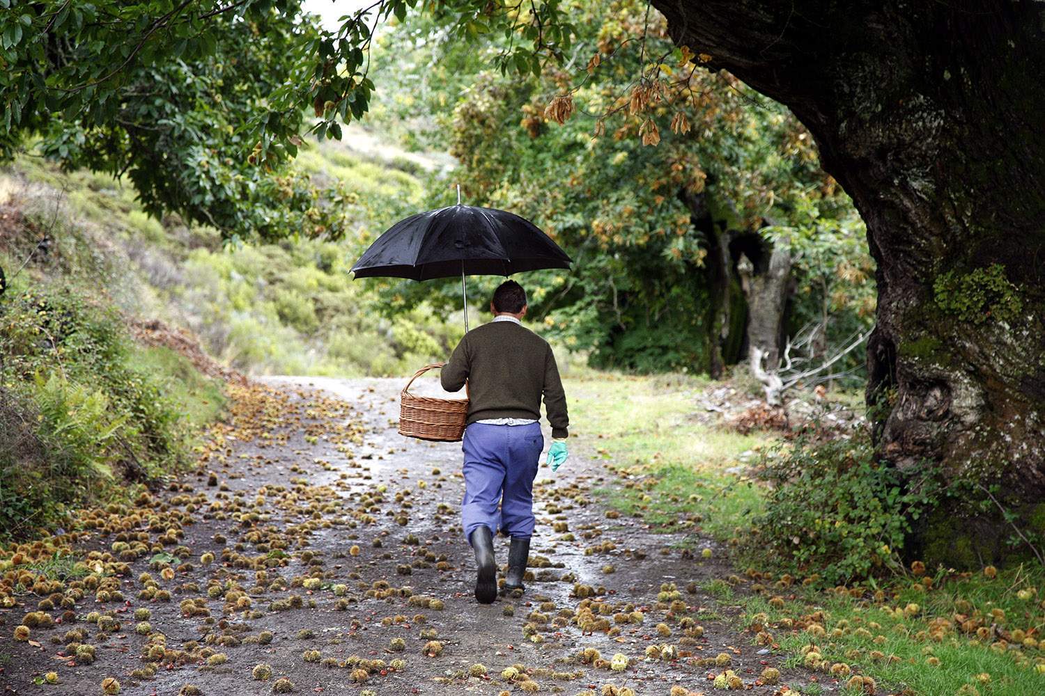 Un hombre apeando castañas en otoño en El Bierzo | La Aemet prevé que el otoño en Castilla y León será seco y más cálido de lo habitual Un hombre apeando castañas en otoño en El Bierzo | La Aemet prevé que el otoño en Castilla y León será seco y más cálido de lo habitual