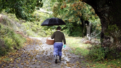 Un hombre apeando castañas en otoño en El Bierzo | La Aemet prevé que el otoño en Castilla y León será seco y más cálido de lo habitual