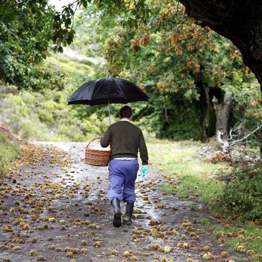 Un hombre apeando castañas en otoño en El Bierzo