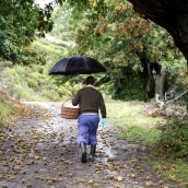 Un hombre apeando castañas en otoño en El Bierzo | La Aemet prevé que el otoño en Castilla y León será seco y más cálido de lo habitual