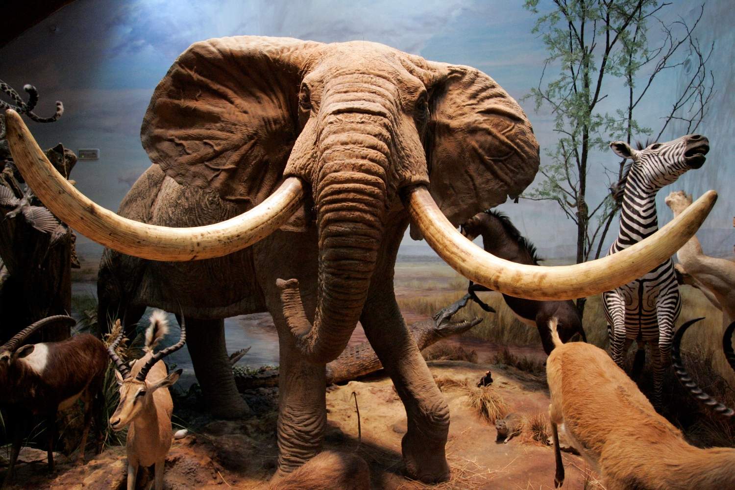 Elefante en el Museo de la Fauna Salvaje de Valdehuesa | Campillo (ICAL)