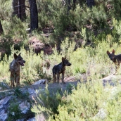El Parlamento Europeo vota rebajar la protección del lobo en la UE por un procedimiento de urgencia
