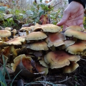 Setas en El Bierzo  (3)