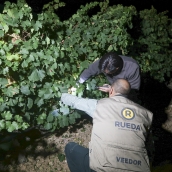 ICAL. Jesús Díez de Iscar, director técnico de la DO Rueda, revisa el viñedo junto a un veedor de la DO Rueda