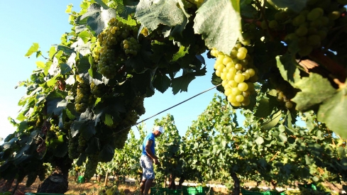 Carlos Martínez alerta de que peligran 33.000 empleos por los aranceles de Trump a vinos y espumosos