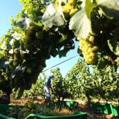 Carlos Martínez alerta de que peligran 33.000 empleos por los aranceles de Trump a vinos y espumosos