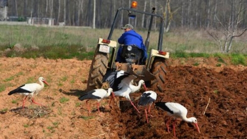 Trabajos en una huerta del Bierzo (ICAL / César Sánchez)