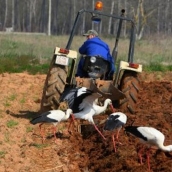 Trabajos en una huerta del Bierzo (ICAL / César Sánchez)