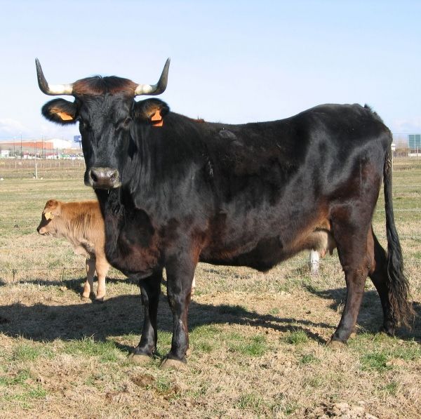 Buey de raza Sayaguesa | Asociación Española de Criadores de Ganado Bovino de la Raza Sayaguesa