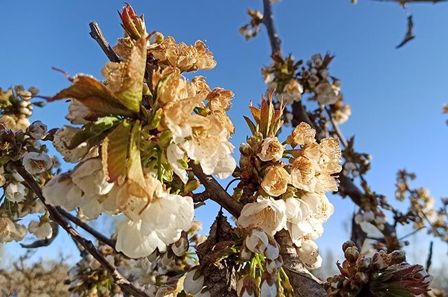 Cerezos en flor de la Marca de Garant�Bierzo afectados por la helada de la �a noche