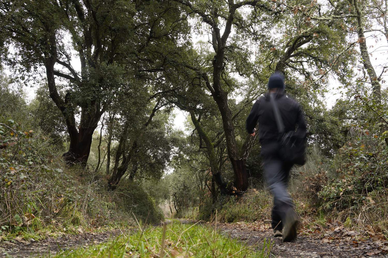 El zofreral de Cobrana (León), premiado como 'Bosque del año 2025', por la ONG Bosque sin Fronteras | César Sánchez / ICAL El zofreral de Cobrana (León), premiado como 'Bosque del año 2025', por la ONG Bosque sin Fronteras | César Sánchez / ICAL