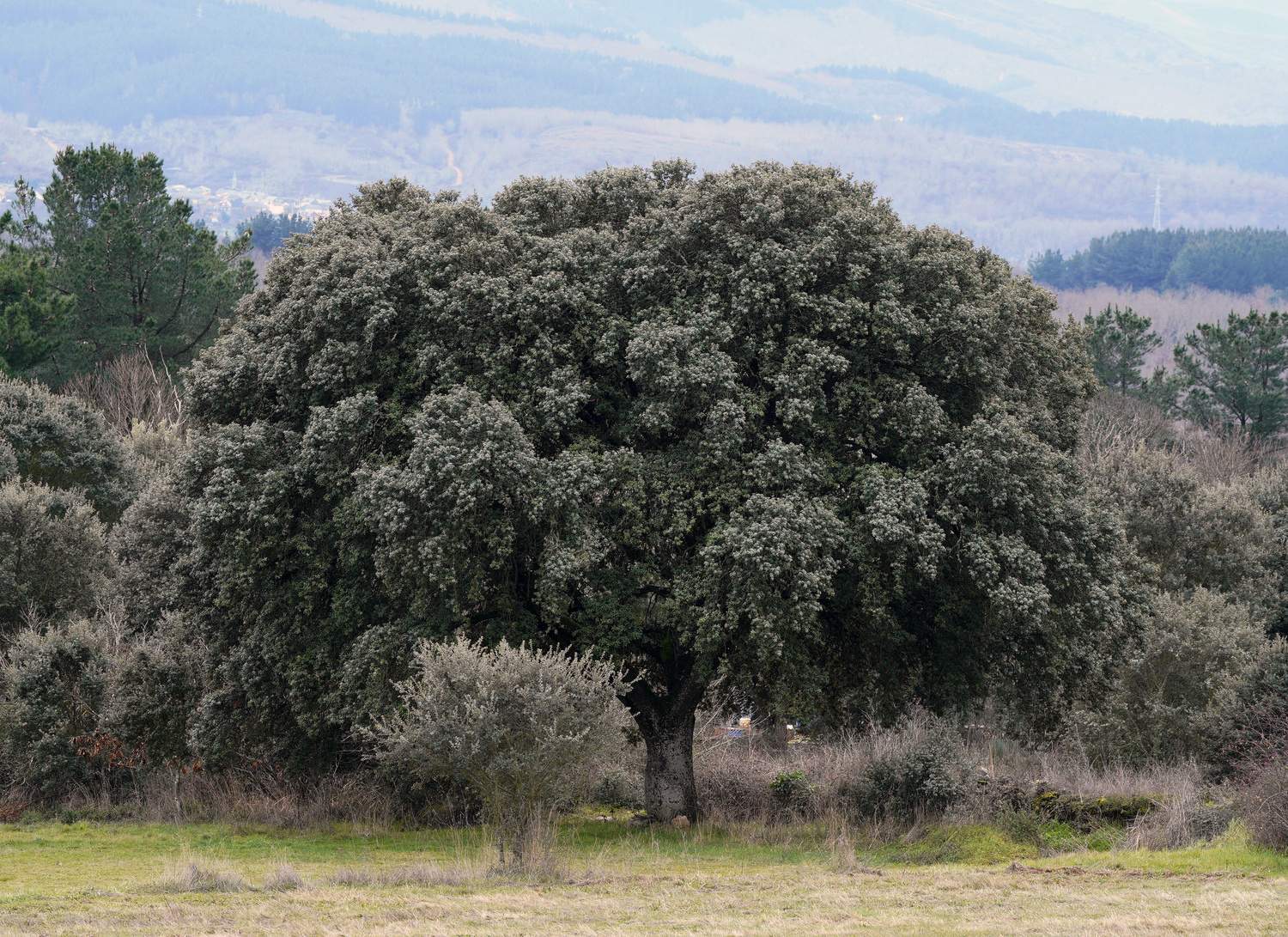El zofreral de Cobrana (León), premiado como 'Bosque del año 2025', por la ONG Bosque sin Fronteras | César Sánchez / ICAL 