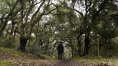 El zofreral de Cobrana, premiado como 'Bosque del año 2025', por la ONG Bosque sin Fronteras | César Sánchez / ICAL 