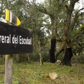 El zofreral de Cobrana (León), premiado como 'Bosque del año 2025', por la ONG Bosque sin Fronteras | César Sánchez / ICAL 