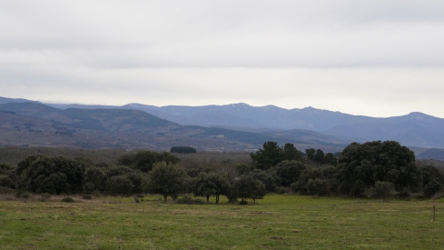 El zofreral de Cobrana (León), premiado como 'Bosque del año 2025', por la ONG Bosque sin Fronteras | César Sánchez / ICAL 
