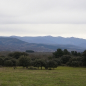 El zofreral de Cobrana (León), premiado como 'Bosque del año 2025', por la ONG Bosque sin Fronteras | César Sánchez / ICAL 