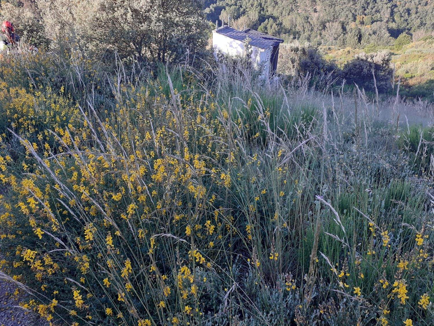 FaberoParamo del siltajo 16 antes