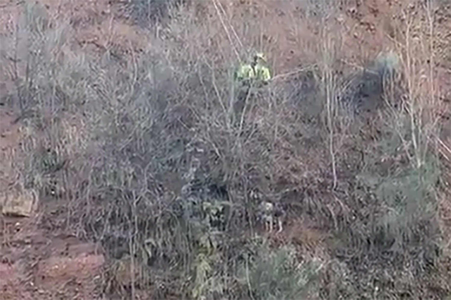 Rescate perro por los Bomberos de Ponferrada