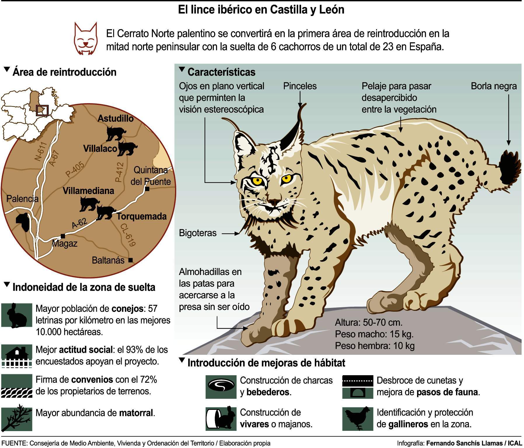 El lince iberico en Castilla y León