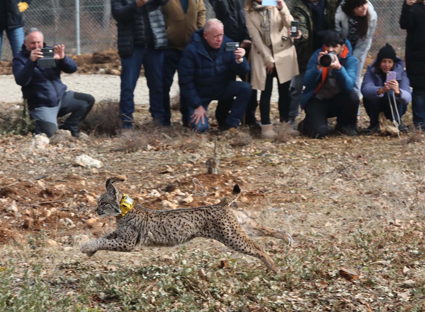 Acto de liberación de linces ibéricos en el Cerrato palentino 
