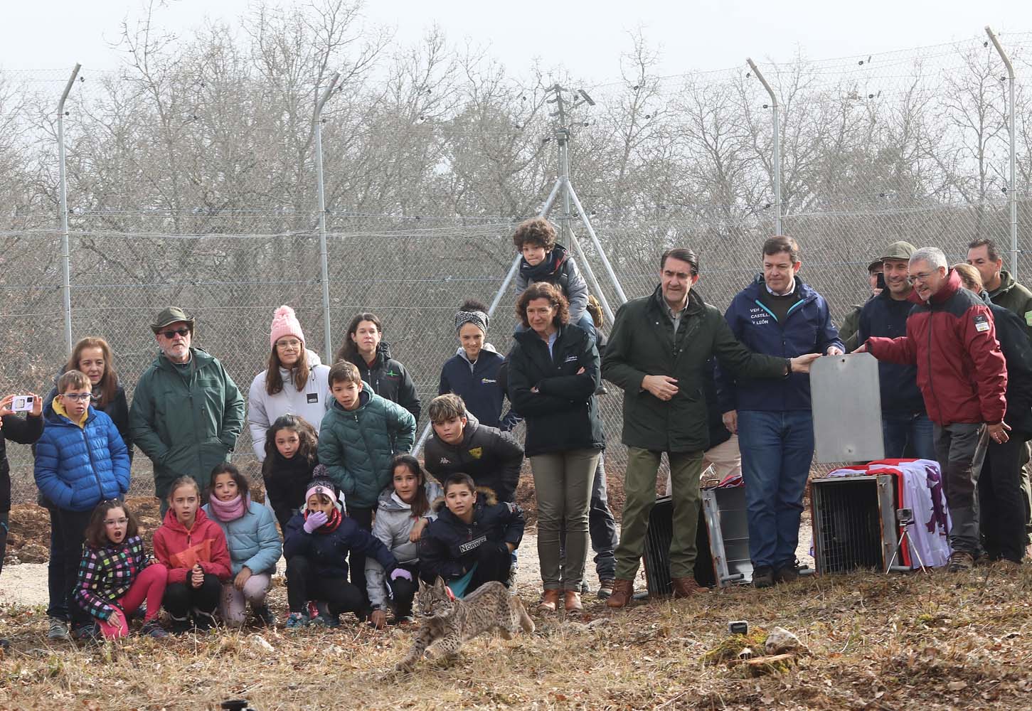 Acto de liberación de linces ibéricos en el Cerrato palentino 