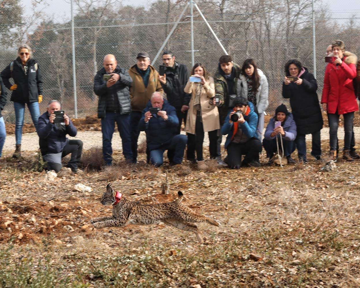 Acto de liberación de linces ibéricos en el Cerrato palentino 