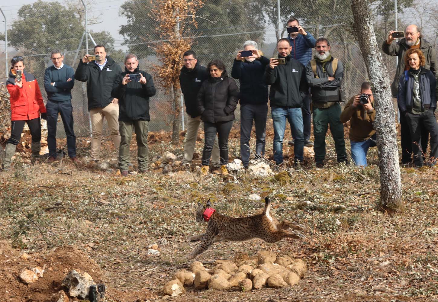 Acto de liberación de linces ibéricos en el Cerrato palentino 