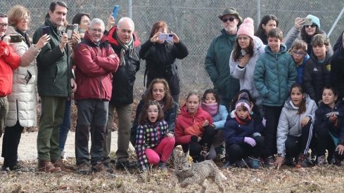 Acto de liberación de linces ibéricos en el Cerrato palentino 