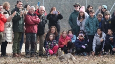 Acto de liberación de linces ibéricos en el Cerrato palentino 