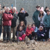 Acto de liberación de linces ibéricos en el Cerrato palentino 