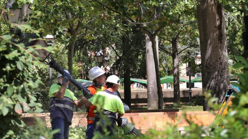 Brágimo ICAL. Obreros trabajando en la obra de remodelación del parque de los Jardinillos de la Estación en la capital palentina respetando las medidas cautelares dictadas por un juez que impiden la tala de árboles