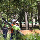 Brágimo ICAL. Obreros trabajando en la obra de remodelación del parque de los Jardinillos de la Estación en la capital palentina respetando las medidas cautelares dictadas por un juez que impiden la tala de árboles