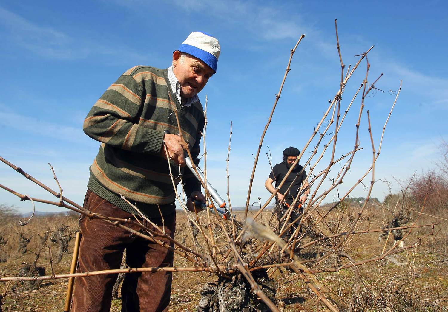 César Sánchez ICAL . Trabajos de poda de los viñedos de la DO Bierzo César Sánchez ICAL . Trabajos de poda de los viñedos de la DO Bierzo