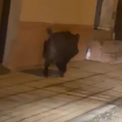 Jabalí en Cuatrovientos