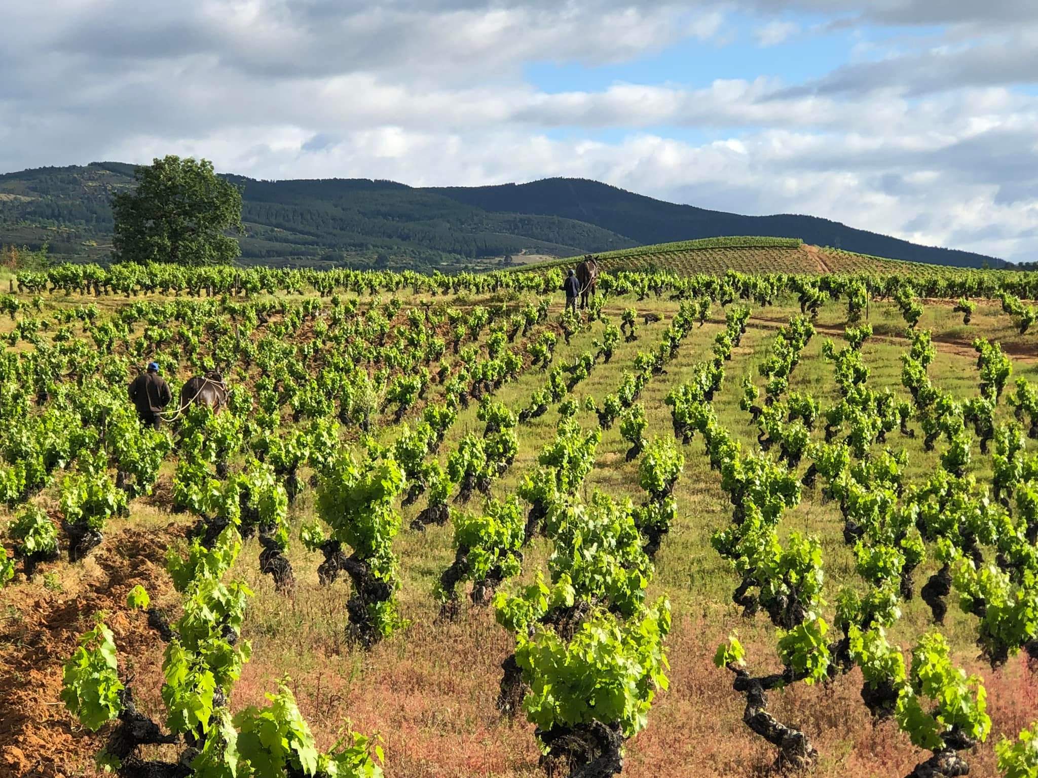 Viñedo de Aníbal de Otero