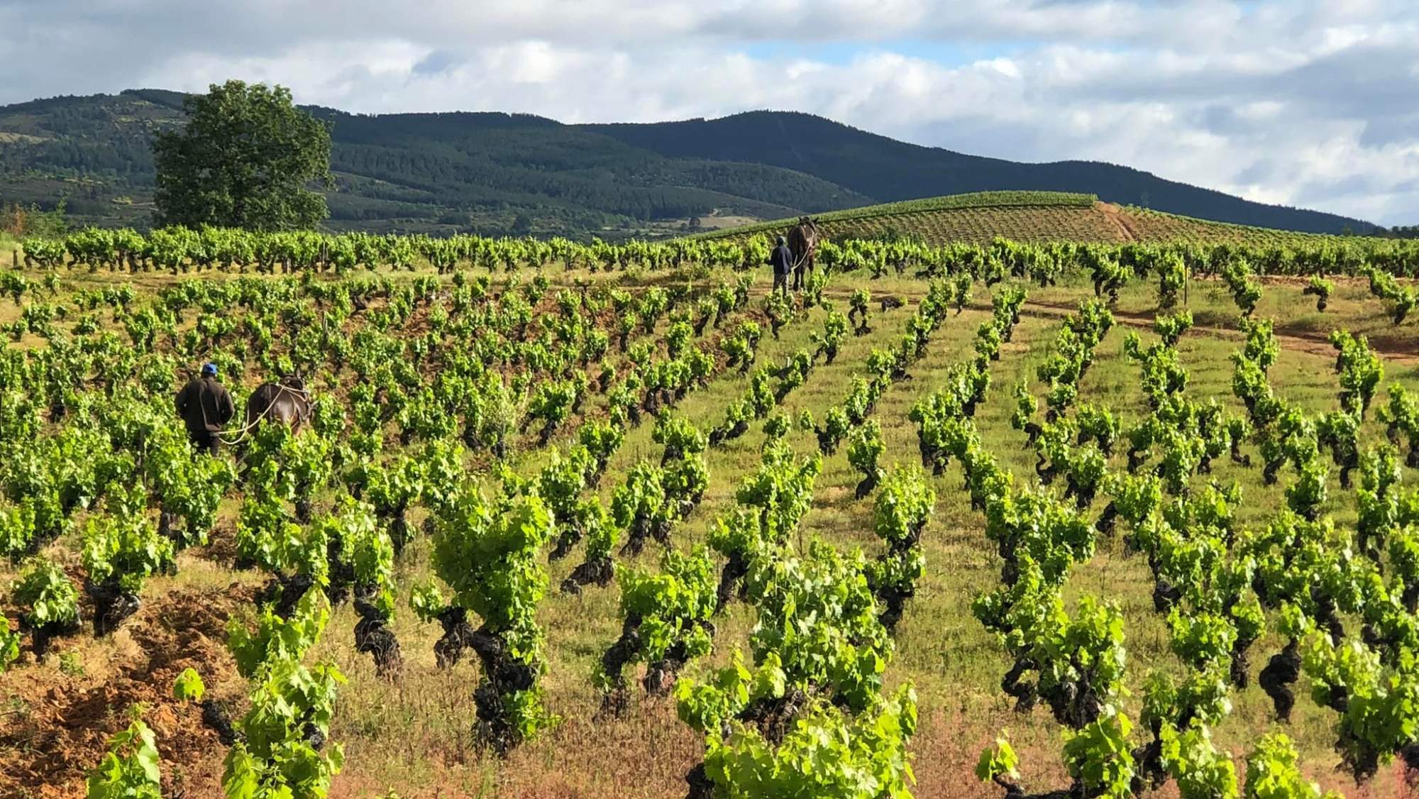 Viñedo de Aníbal de Otero Viñedo de Aníbal de Otero