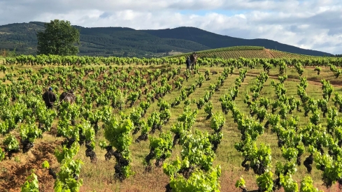 Viñedo de Aníbal de Otero | El Bierzo suma 12 nuevas hectáreas de viñedo tras el reparto estatal de plantaciones autorizadas